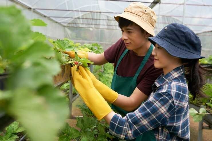 Đơn hàng nông nghiệp có mức thu nhập tương đối cao