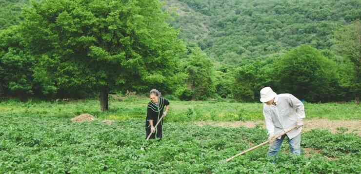 Đơn hàng trong lĩnh vực nông nghiệp